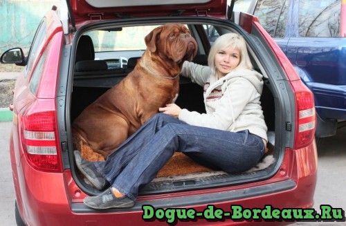 В Европу с собакой  на автомобиле.